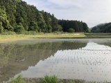 【サステナブルライフ】ホタルの光と環境月間に思いを馳せる６月