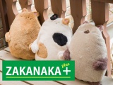〈 ZAKANAKA plus (ザカナカ プラス) 〉  POPUP